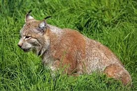 小兴安岭森林野兽故事——家犬与猞猁图片
