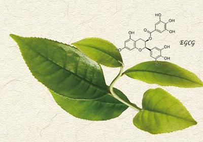 老包说茶：茶叶中主要有哪些物质？