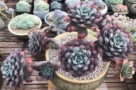 养多肉都喜欢大老桩？这10个品种全是“大粗腿”，越养越好看！图片