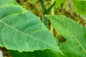 这种从印度引进的植物被称为生化武器图片