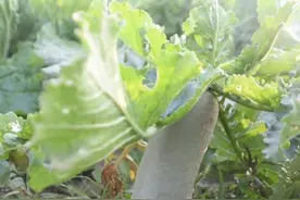 萝卜贮藏小技巧，只需两步，萝卜不烂，不糠心，不失原味图片