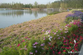 一年生野花组合种子多少钱一斤？建植简单，花期长达5个多月图片