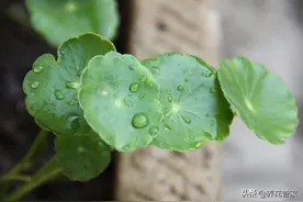 植物水培转土培不简单，做到4点，寒冬也能换盆图片