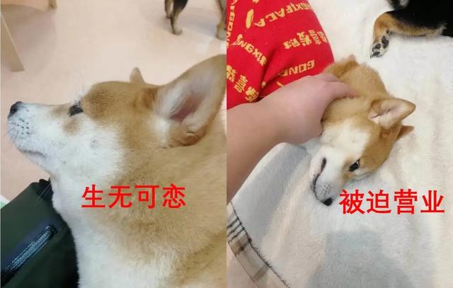开一个狗咖的成本  投资不高简直是爱狗人士的天堂（我花89元看狗打架1小时）