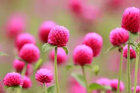 从此识花不求人系列（2）——草本花卉，色彩丰富，花园很常见图片