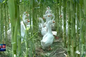 汪清县东台村：玉米地里养大鹅 年收入近40万元图片