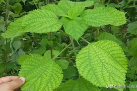 湖南农村有一种植物叫做野麻，有多少人知道它的作用图片