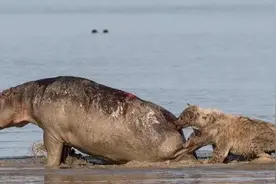 鬣狗擅长"掏肛"，人类如果遇到了怎么办？为何不能用石头扔它？图片