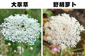 容易和其它植物混淆，接触后可能带来伤害的7种植物图片