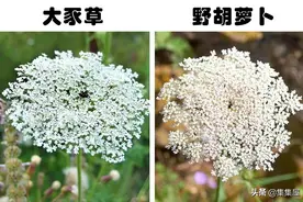 容易和其它植物混淆，接触后可能带来伤害的7种植物图片