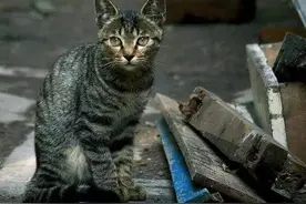 中华田园猫之会行走的美元，价格高过布偶猫图片