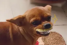 狗子忙活一夜，偷了3只大鹅，真·汪汪队坐大牢图片