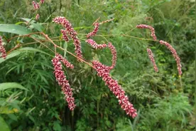 一味妙药，上治颈部硬块，下治腹部肿大！特别擅长活血消积图片