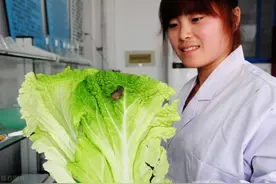 白菜芯蕊易遭蜗牛啃食？菜农分享四妙招，可让白菜免受蜗牛沾染图片
