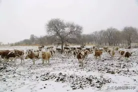 极端大暴雪袭击东北！农村猪牛被冻死，野猪和东北虎会受灾吗？图片