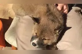 几个星期前捡了只“小土狗”，专家却说：这不是狗是濒危稀有动物图片