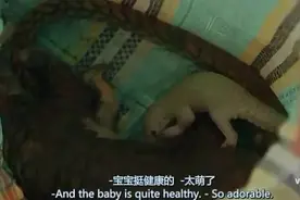 比大熊猫还濒危！曾被吃货追捧的穿山甲，或是肺炎病毒直接来源图片