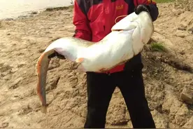 长江鲶鱼的垂钓手法图片