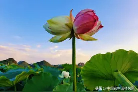 专家称：云南丘北普者黑出现全球首支双色并蒂莲概率为千亿分之一图片