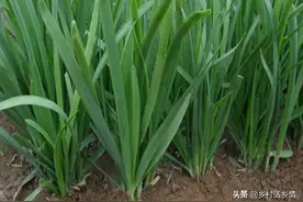 这几种蔬菜新品种，产量是常规的几倍，种过的都说好图片