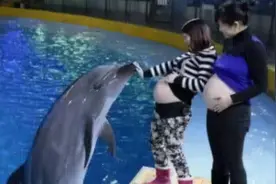 孕妇去海洋馆，被海豚“吻”了肚子，医生：恭喜你做了天然B超图片