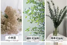 常见干花合集图片