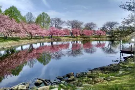 赏花时节已至 | 波士顿樱花治愈之旅为您开启图片