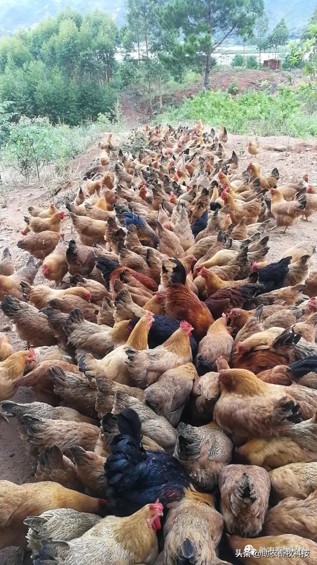 乳酸菌及其发酵饲料在动物生产中的应用效果表明品质稳定适口性好