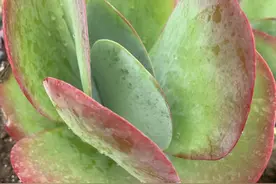 夏季养唐印，千万不要控水，叶子大消耗水分多，控水容易黄叶图片