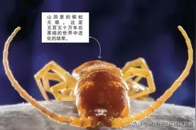 一处500多万年前与世隔绝的洞穴，里面生物的模样令人震惊图片