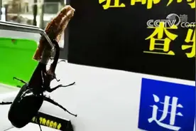 苏州海关在寄递渠道截获8只活体甲虫 为长戟大兜虫图片