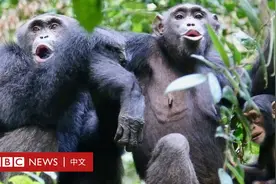 非洲大批黑猩猩感染人类病毒，变成丑八怪，科学家无法治疗图片