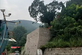遇见降龙木图片