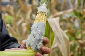 玉米上长出的“瘤状物”，能卖出高价，有人却直接当垃圾扔掉？图片