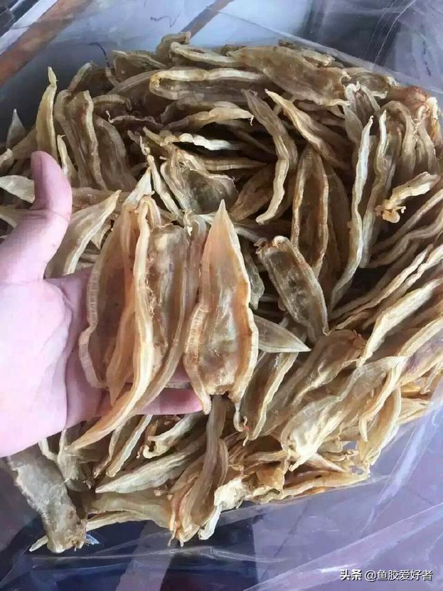 苏里南鱼胶母鱼胶怎么样 2026年苏里南鱼胶好不好