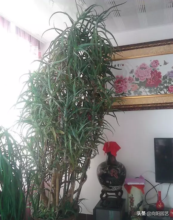 芦荟怎样养爆（芦荟怎么怎养芦荟养护大全）