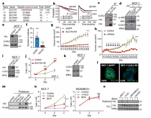 一个氨基酸引出的乳腺癌耐药靶点