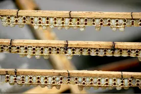 更换蜂王最常用的五种方法，最懒的方法最实用图片