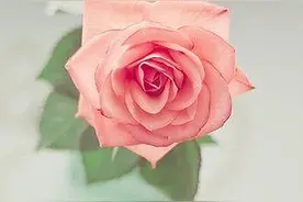 独自绽放你的美图片