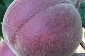 我国昂贵的果树崛起，抗寒耐冻的好品质，市场反应佳，大家别错过图片