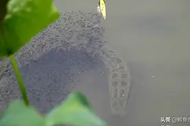 黑鱼是“孝鱼”？关于黑鱼，你需要了解的一些事实！图片