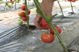亚磷酸钾虽好，但有件事做不到位，白花钱，还没有效果图片