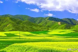哪里油菜花最有名？观赏后直接翻压作绿肥，好处多多图片