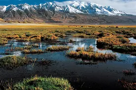 陷入沼泽和流沙，哪一个更危险？图片