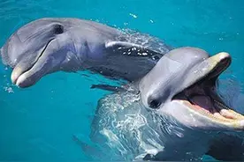 原来有这么多动物同性恋，选择的目的是什么图片