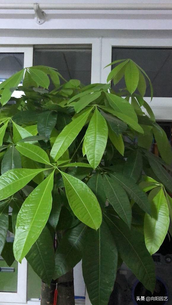 发财树冬天换盆注意事项(冬天养发财树注意事项)-第7张图片