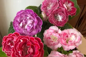 5种“勤快花”，365天天天开花，也“累不死”它图片