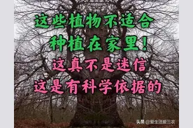 这植物千万不要种植在家里，否则会发生不好的事，这不是迷信噢图片