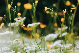 今日小满：人生不求太满，小满即是圆满图片