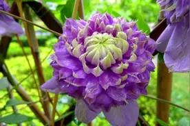 铁线莲的宣传照很美，自己养不出效果，你把这5个关键做好试试图片